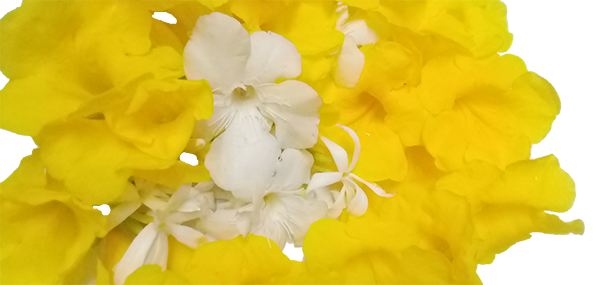 yellow flowers